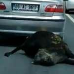 O caniye ceza! Metrelerce sürüklemişti