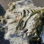 Samsun&rsquo;da sahile vurdu! G&ouml;renler g&ouml;zlerine inanamadı