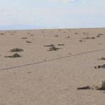 Tuz G&ouml;l&uuml;'nde yavru flamingo katliamı