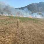 Bilecik&rsquo;te 15 d&ouml;n&uuml;m buğday tarlasını k&uuml;le d&ouml;nd&uuml;