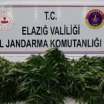 Elazığ'da uyuşturucu operasyonu! Bir gözaltı