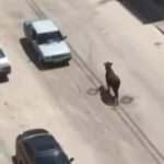 Sahibinin elinden ka&ccedil;an kurbanlık boğa, ortalığı birbirine kattı!