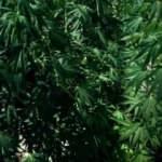 Antalya&rsquo;da evinin &ccedil;atısını zehir tarlasına &ccedil;evirdi!