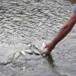 Bursa'da derede balık &ouml;l&uuml;mleri