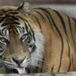 Hindistan kaplan n&uuml;fusunu artırma hedefine ulaşamadı