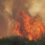 Manavgat'taki yangında mucize kurtuluş! Öldü sanılıyordu ama...