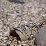 May Barajı’nda sular çekildi, balıklar öldü!