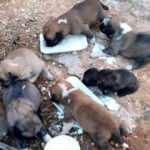 Şanlıurfa&rsquo;da yavru k&ouml;peklerin imdadına itfaiye yetişti