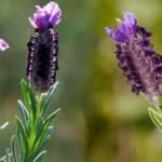 Osmanlı'nın virüs kalkanı: Karabaş otu