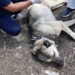 Hakkari&rsquo;de k&ouml;peğe ayı saldırdı!
