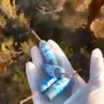 Muğla'da ormanlık alanda onlarca patlamamış torpil bulundu!