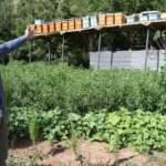 Elazığ'da arıcı, ayılar ballarını yemesin diye yaptığı düzenekle görenleri şaşırttı