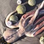 Son dakika haberi: Aşırı sıcaklar suda çok tehlikeli! Kabuklarında canlı canlı piştiler