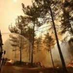  Orman yangınlarına ilişkin STK'lerden ortak açıklama