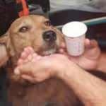 UMKE, Manavgat'ta dumandan etkilenen köpeğe tıbbi müdahalede bulundu