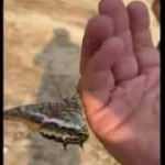 Yangından ka&ccedil;an kelebek vatandaşın elinden kana kana su i&ccedil;ti