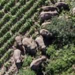 Çin'de 15 yabani Asya fili 4 aylık seyahatlerini bitirip evlerine döndü