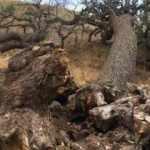 3 asırlık ağaca kimse dokunamıyor! İşte sebebi...	