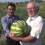 Amasya'da bu tarlada yetişen her şey ücretsiz!