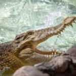 Avustralya'da timsah, askerlere saldırdı