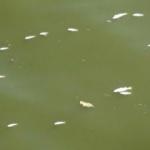 Balık &ouml;l&uuml;mlerine Asi Nehri&rsquo;de eklendi 