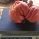 Bilecik&rsquo;teki dev domates rekor kırdı! G&ouml;renler hayret ediyor