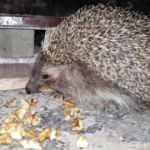 Erzincan&rsquo;da 3 a&ccedil; kirpi bisk&uuml;vi ve cevizle besleniyor