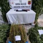 Hem tarlasına hem bah&ccedil;esine ekmiş, zehir taciri yakalandı