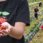Müşteri dalından meyve yemek istedi, bahçesini işletmeye dönüştürdü