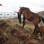 TIR parkında ölüme terk edilen atlar, çiftlikte korumada