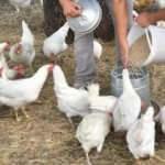 Tavuk üreticileri resti çekti: Üretimi durduracağız!