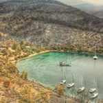 Yanan ormanlar 1 yıl dinlendirilmeli, y&uuml;zde 80'i kendini yenileyecektir