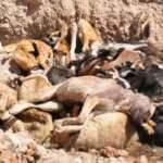 CHP ve İYİ Parti barınaktaki vahşete 'dur' demek yerine yalan ve iftira siyasetini seçti