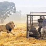 Güney Afrika'da hayvanat bahçesinde roller değişti!