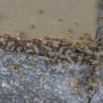 Dantel böceği 3 şehri istila etti