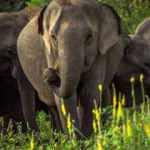 Sri Lanka'da fillerin 4 saatten fazla çalışması yasaklandı