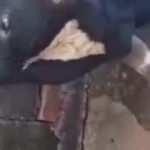 Su içen ineğin görenleri gülümseten anları: Musluğu böyle kapattı