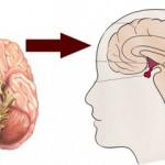 Kendisi küçük etkisi büyük hipofiz bezleri! Bu belirtilerle ortaya çıkıyor