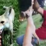 1 aydır parka gelen tilkiyi besliyor!