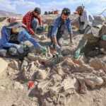 Arkeologları heyecanlandıran görüntü: Köpeği, 4 atı, sığırı ve koyunuyla gömülü bulundu