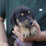 Selde kurtarılan yavru k&ouml;peğe 'Mucize' ismi verildi