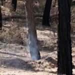 25 gün sonra bile için için yanıyor... Manavgat'ta tedirgin eden görüntü