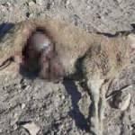 Ağıla giren kurtlar 25 koyunu par&ccedil;aladı, 5 kuzuyu yedi