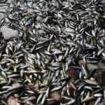 Balıkçılar ‘Vira Bismillah’ dedi, kasalar doldu taştı! İşte fiyatlar...