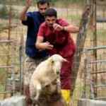 Bursa'da öğrencilerin koyun ve keçilerle ilginç imtihanı!