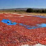 Elazığ'da mevsimlik işçiler kurutmalık domateslerle ay yıldızlı Türkiye haritası yaptı