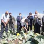 Erzurum'da 2 bin rakımlı ovadaki seralarda hasat zamanı