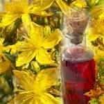 Kantaron yağı faydaları nelerdir? Kantaron yağı sivilcelere iyi gelir mi?