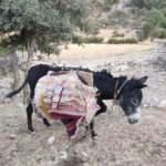 Vicdansızlık! G&uuml;neşin anlında y&uuml;k&uuml;yle bırakılan eşeğin imdadına onlar koştu