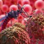 Sivrisinek tehlikesi! Karaciğer ve beyni vuruyor